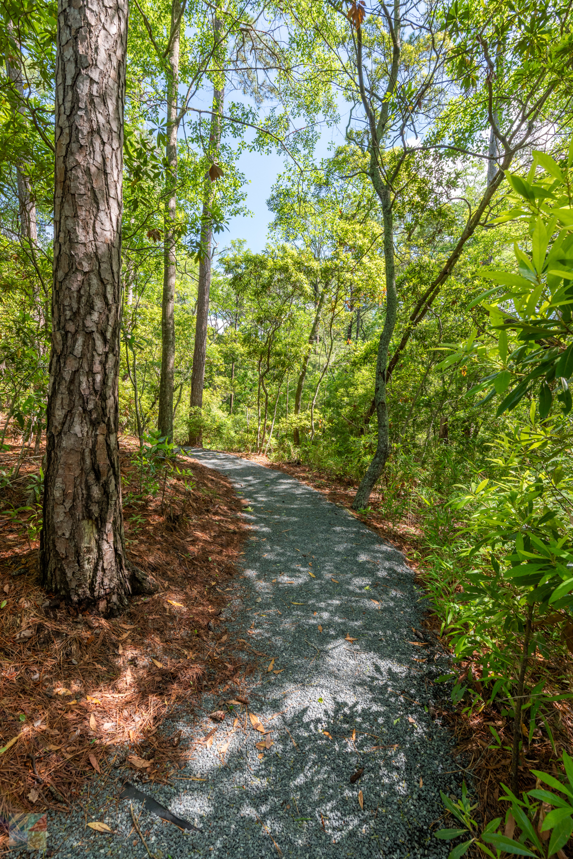 Kitty Hawk Woods